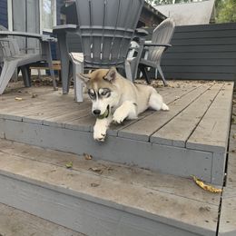 Siberian Husky Puppies from SoFlo Siberians