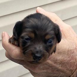 RUMI - Dapple female Dachshund puppy in Elizabethtown, Kentucky from Teeny Tiny Puppy Tails
