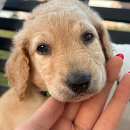 Pilgrim - Cream male Goldendoodle puppy in Greenville, North Carolina from ENC Goldendoodles