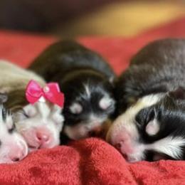 Pomskies from TyeDye Pomskies and Poms