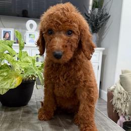 Burgundy - Red  female Goldendoodle puppy in Bakersfield, California from Lavish Doodles