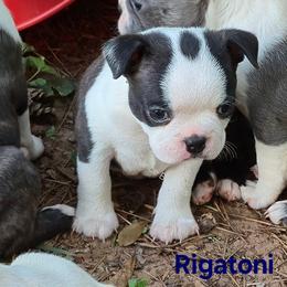Rigatoni - Black brindle and white male Boston Terrier puppy in Griffin, Georgia from Celtic Performance Bostons