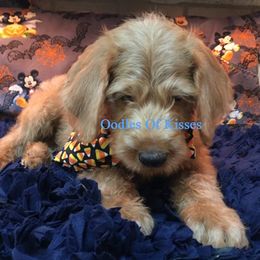 Assorted Doodle Crosses Puppies from Oodles of Kisses' Great DaNoodles