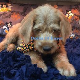 Assorted Doodle Crosses Puppies from Oodles of Kisses' Great DaNoodles