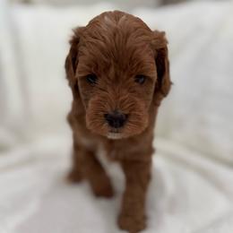 Cupcake girl - Red  female Goldendoodle puppy in Rio Linda, California from Plush Doodles