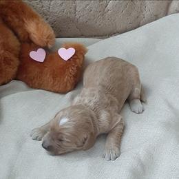 Bernedoodle puppies from Greene Tree Bernadoodle