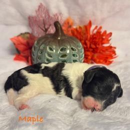Maple - Parti female Poodle puppy in Grover Beach, California from Central Coast Poodle Paws