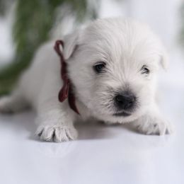 Holly - White female West Highland White Terrier puppy in Mount Joy, Pennsylvania from K&M Kennel