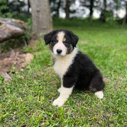 Nestle - Black tri-color male Australian Shepherd puppy in Kentland, Indiana from Pine Grove Aussies