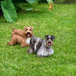 Miniature Schnauzer puppies from Grace’s Highland Oak Estate Schnauzers