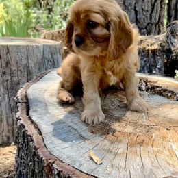 Cavalier King Charles Spaniel Puppies from Gold Country Cavaliers