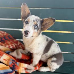READY NOW Poptart - Blue merle and white female American Corgi puppy in Okeechobee, Florida from HotShot Kennels