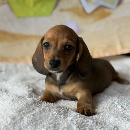 Caroline - Red female Dachshund puppy in Pflugerville, Texas from Dream A Dream Dachshunds