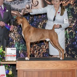 Walker - Boxer
