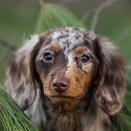 Dachshunds from Dixieland Dachshunds of Tennessee