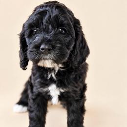 Fig - Black and white female Cockapoo puppy in Santa Barbara, California from K+C Doodles