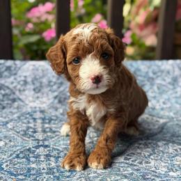 Lime - Red  female Goldendoodle puppy in Wharton, Texas from Little Fur Friends