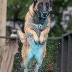 Belgian Malinois from Bitz’N Pieces Ranch