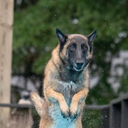Belgian Malinois from Bitz’N Pieces Ranch