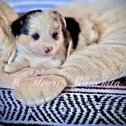 Boy 4 - Blue merle and white American Corgi puppy in Gentry, Arkansas from K Heart Ranchita