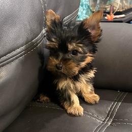 River - Blue and gold female Yorkshire Terrier puppy in Ocala, Florida from Top Notch Pupz