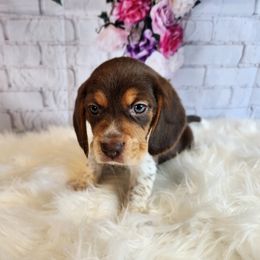 Beagle Puppies from Lovan's Spring Creek Kennel