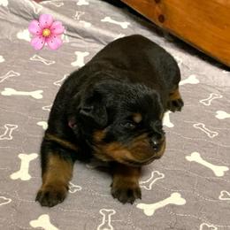 Pink Girl - Black and mahogany female Rottweiler puppy in Cleveland, Tennessee from Thomas Rotts