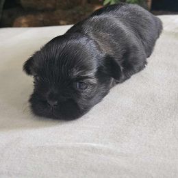 Shih Tzu Puppies from Lavender Lane Tzus