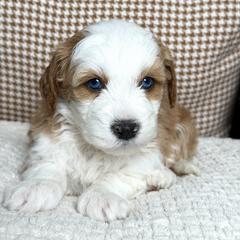 Gucci - female Australian Mountain Doodle puppy in Spanish Fork, Utah from Little Puppy Co.