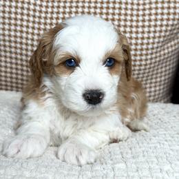Gucci - female Australian Mountain Doodle puppy in Spanish Fork, Utah from Little Puppy Co.