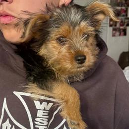 Rocky - Black and tan male Yorkshire Terrier puppy in Bakersfield, California from Yorkie To My Heart