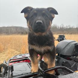 Titan - Black and tan male German Shepherd puppy in Augusta, West Virginia from Vom Haus Highlands