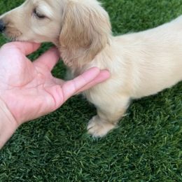 Dachshund puppies from Lil Sausage Co