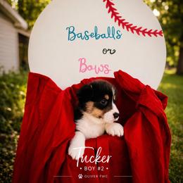 Boy 2 - Black and tan male Pembroke Welsh Corgi puppy in Chesterton, Indiana from Oliver Pembroke Welsh Corgis
