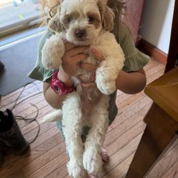 Apricot and white boy - Red and white male Cockapoo puppy in Birdsboro, Pennsylvania from Cooper Family Cockapoos