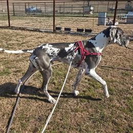 Cohen - Great Dane