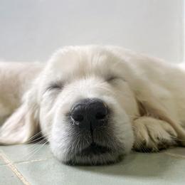 Golden Retriever Puppies from Chirping Meadows Goldens