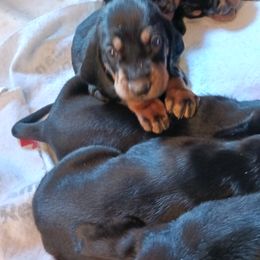 Black and Tan Coonhound Puppies from Bridget Taylor- MiOwn Hounds