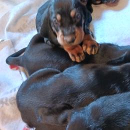 Black and Tan Coonhound Puppies from Bridget Taylor- MiOwn Hounds