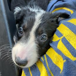 Pin - Tri-color male Border Collie puppy in Holden, Missouri from Spotted Feather Farm