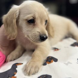 Boy 2 - Cream male Dachshund puppy in Staley, North Carolina from Langley Farms Dachshunds