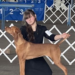 Vizsla All Grown Up from Arailek Vizslas