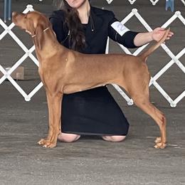 Vizsla All Grown Up from Arailek Vizslas
