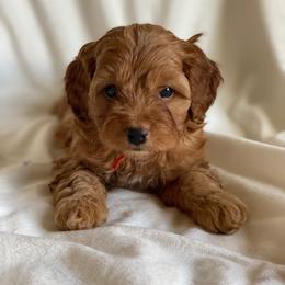 Priscilla - Red female Cockapoo puppy in Utica, Ohio from Poodle Me Crazy