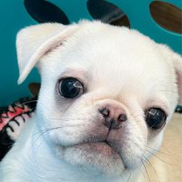 Jacob (runt) - White male Pug puppy in Morgantown, West Virginia from Groovy Pugs