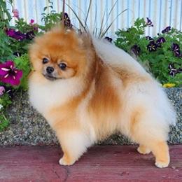 Pomeranians from Pomsgarden