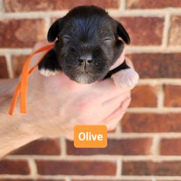 Olive - Black female Miniature Schnauzer puppy in Piedmont, Oklahoma from J&K's Miniature Schnauzers
