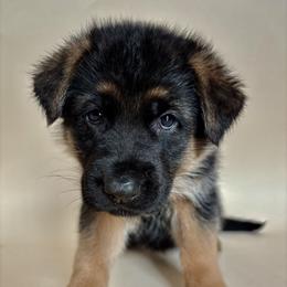 Rebecca - Black and red female German Shepherd puppy in Grand Junction, Colorado from Sonnenfeld Shepherds