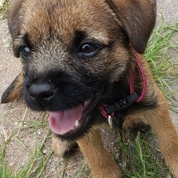 Border Terriers from Terrasol Border Terriers
