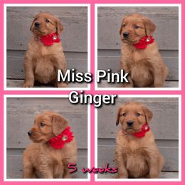 Golden Retriever Puppies from SK Golden Retrievers